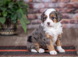 mini bernedoodle near Saint Louis MO