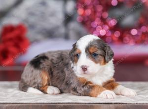 mini bernedoodle near Saint Louis MO