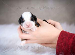 tri-colored mini bernedoodle baby puppy