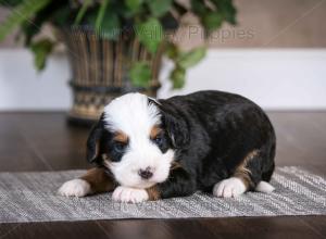 tri-colored mini bernedoodle baby puppy