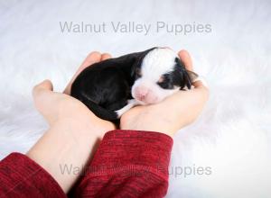 tri-colored mini bernedoodle baby puppy