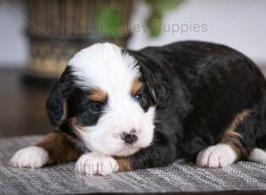 tri-colored mini bernedoodle baby puppy