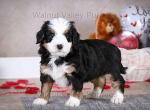 tri-colored mini bernedoodle baby puppy