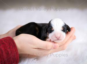 tri-colored mini bernedoodle baby puppy