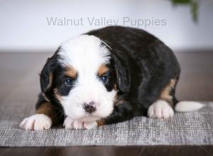 tri-colored mini bernedoodle baby puppy