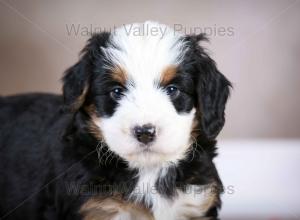 tri-colored mini bernedoodle baby puppy