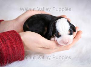 tri-colored mini bernedoodle baby puppy