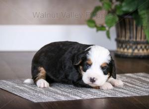 tri-colored mini bernedoodle baby puppy