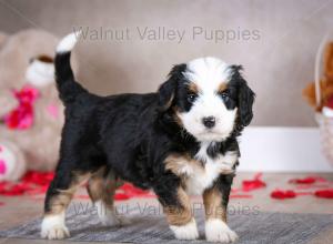 tri-colored mini bernedoodle baby puppy