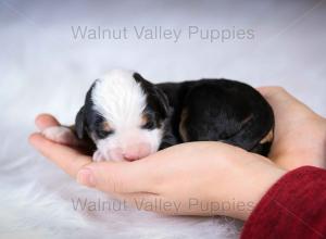 tri-colored mini bernedoodle baby puppy