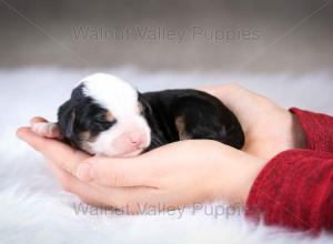 tri-colored mini bernedoodle baby puppy