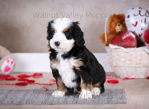 tri-colored mini bernedoodle baby puppy