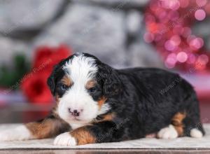 mini bernedoodle near Saint Louis MO