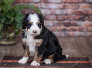 mini bernedoodle near Saint Louis MO