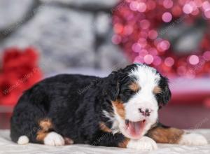 mini bernedoodle near Saint Louis MO