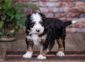 mini bernedoodle near Saint Louis MO