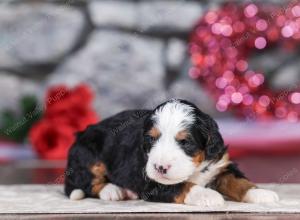 mini bernedoodle near Saint Louis MO