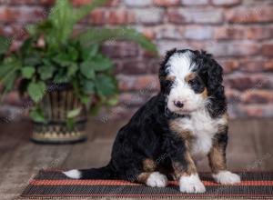 mini bernedoodle near Saint Louis MO