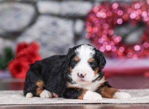 mini bernedoodle near Saint Louis MO