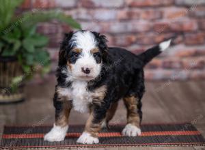 mini bernedoodle near Saint Louis MO