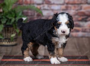 mini bernedoodle near Saint Louis MO