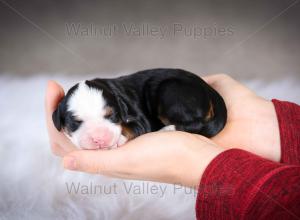 tri-colored mini bernedoodle baby puppy