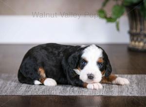 tri-colored mini bernedoodle baby puppy