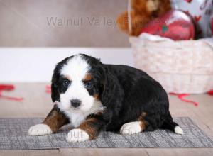 tri-colored mini bernedoodle baby puppy