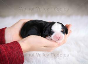 tri-colored mini bernedoodle baby puppy