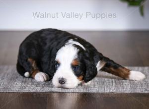 tri-colored mini bernedoodle baby puppy