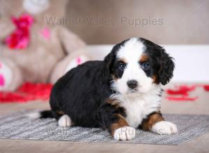 tri-colored mini bernedoodle baby puppy