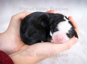 tri-colored mini bernedoodle baby puppy