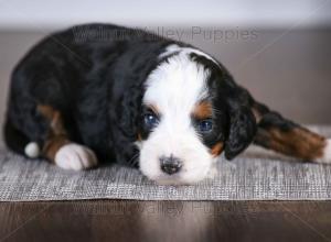 tri-colored mini bernedoodle baby puppy