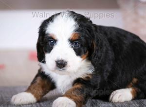 tri-colored mini bernedoodle baby puppy