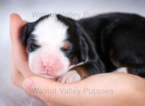 tri-colored mini bernedoodle baby puppy