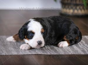 tri-colored mini bernedoodle baby puppy