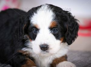 tri-colored mini bernedoodle baby puppy