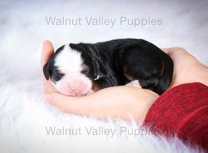 tri-colored mini bernedoodle baby puppy