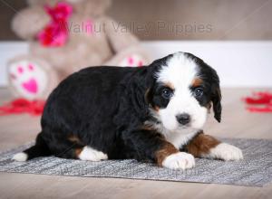 tri-colored mini bernedoodle baby puppy