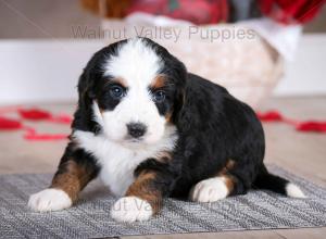 tri-colored mini bernedoodle baby puppy