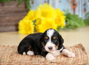 tri-colored female standard bernedoodle near Chicago Illinois