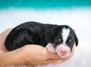 tri-colored female standard bernedoodle near Chicago Illinois