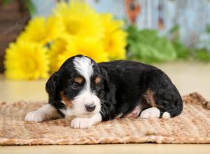 tri-colored female standard bernedoodle near Chicago Illinois