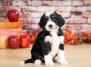 tri-colored female standard bernedoodle near Chicago Illinois