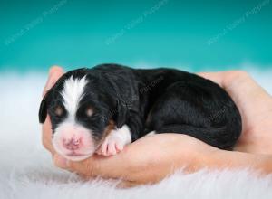 tri-colored female standard bernedoodle near Chicago Illinois