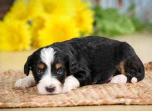 tri-colored female standard bernedoodle near Chicago Illinois