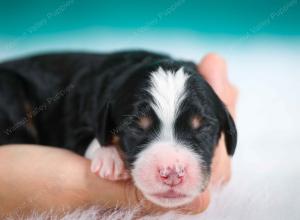 tri-colored female standard bernedoodle near Chicago Illinois