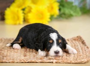 tri-colored female standard bernedoodle near Chicago Illinois