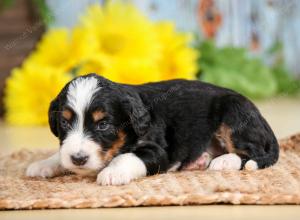 tri-colored female standard bernedoodle near Chicago Illinois