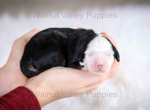 tri-colored mini bernedoodle baby puppy